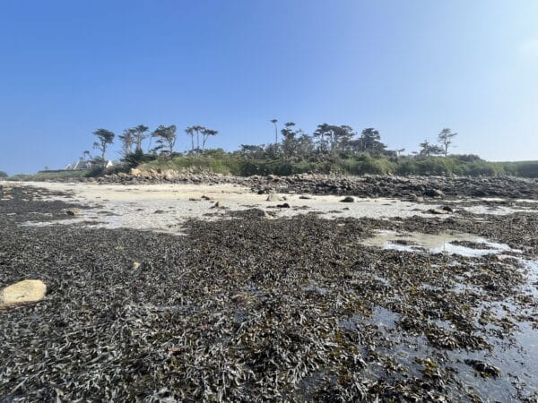 <i>Jardins, catastrophes, place des pratiques contemporaines</i>